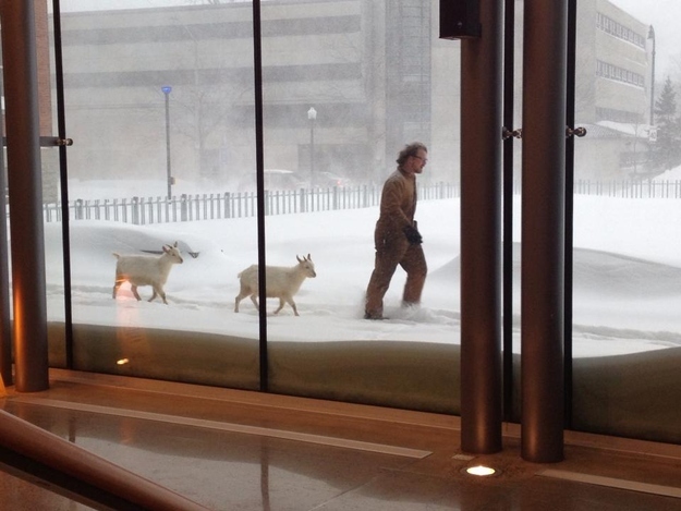 guy walking pet goats in Canada